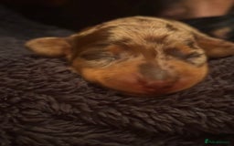 Miniature Dachshund dogs for sale: 🐾 miniature Dachshund females for sale🐾 - Image 8