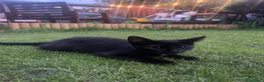 Gabbriette black kitten (Girl)