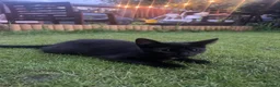 Mixed Breed cats for sale: 2 kittens, brother and sister  in London - Advert 2