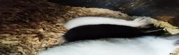 Netherland Dwarf rabbits for sale: Neatherland dwarf bunnies  - Advert 2