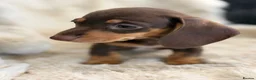 Miniature Dachshund dogs for sale: Beautiful mini smooth dachshund puppies - Advert 9