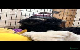 Shihpoo dogs for sale: Gorgeous shihpoo puppies  - Advert 5