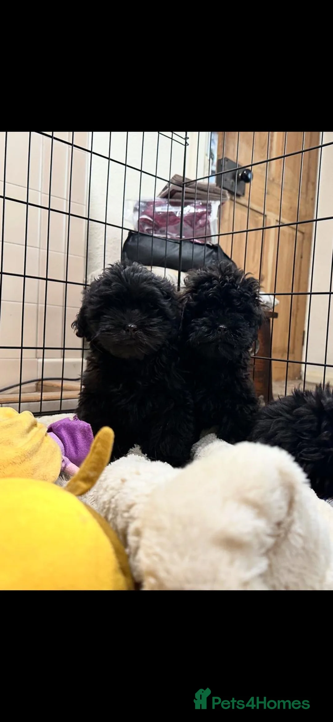 Shihpoo dogs for sale: Gorgeous shihpoo puppies  - Advert 5