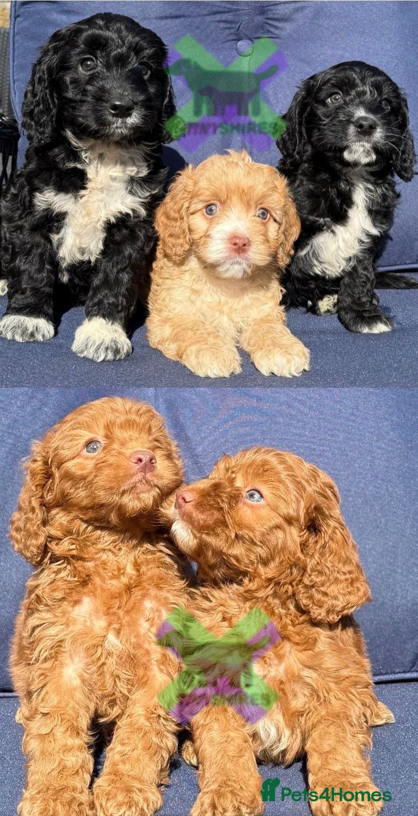 Cockapoo dogs F1 BOYS ONLY MINI COCKAPOOS 30 dna tested - Advert 2