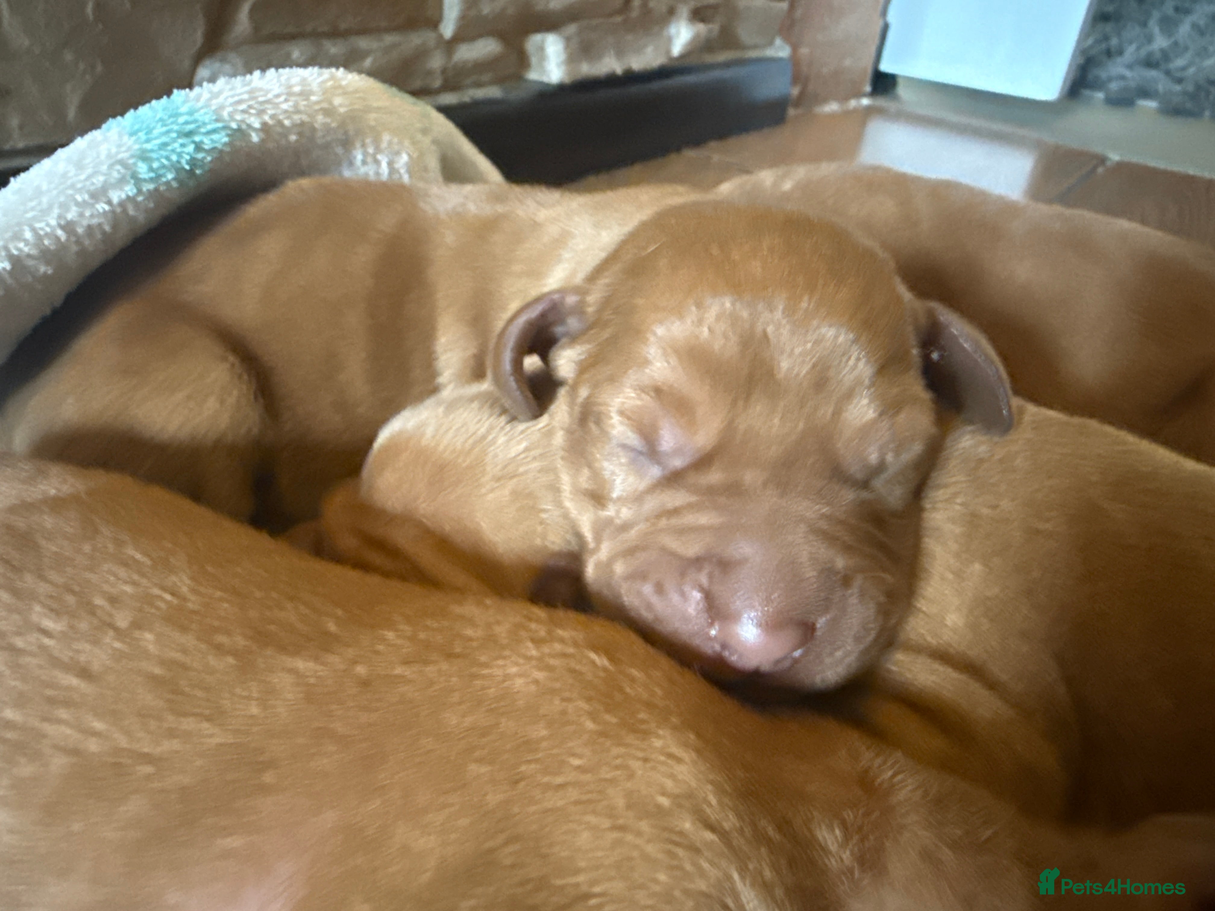 Hungarian Vizsla dogs Viszla Puppies 🐶  - Advert 1