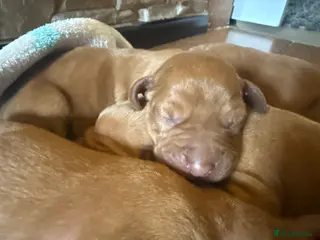 Hungarian Vizsla dogs Viszla Puppies 🐶 - Advert 4