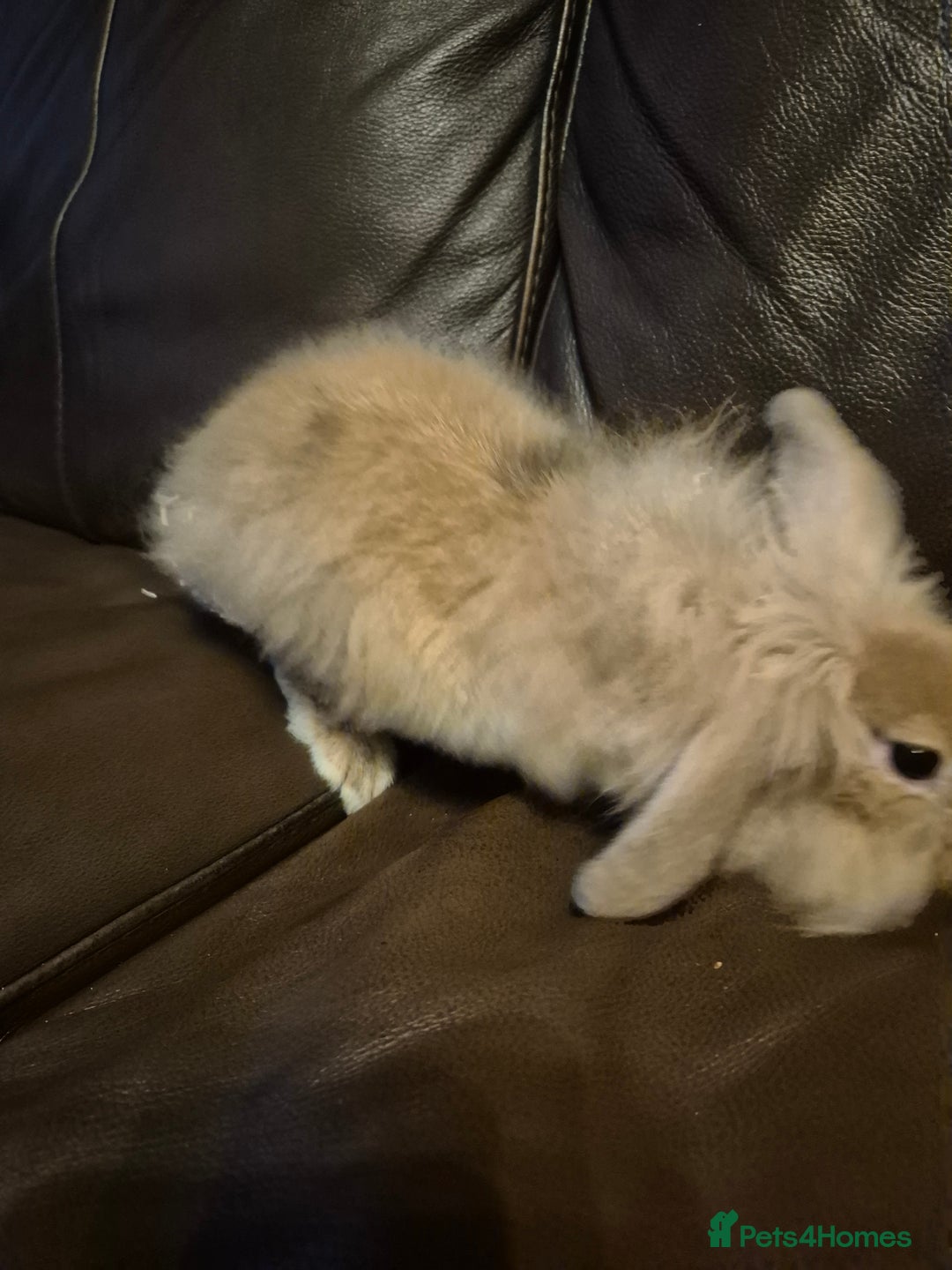 Lionhead rabbits for sale: Beautiful Lion head buck male  - Image 6