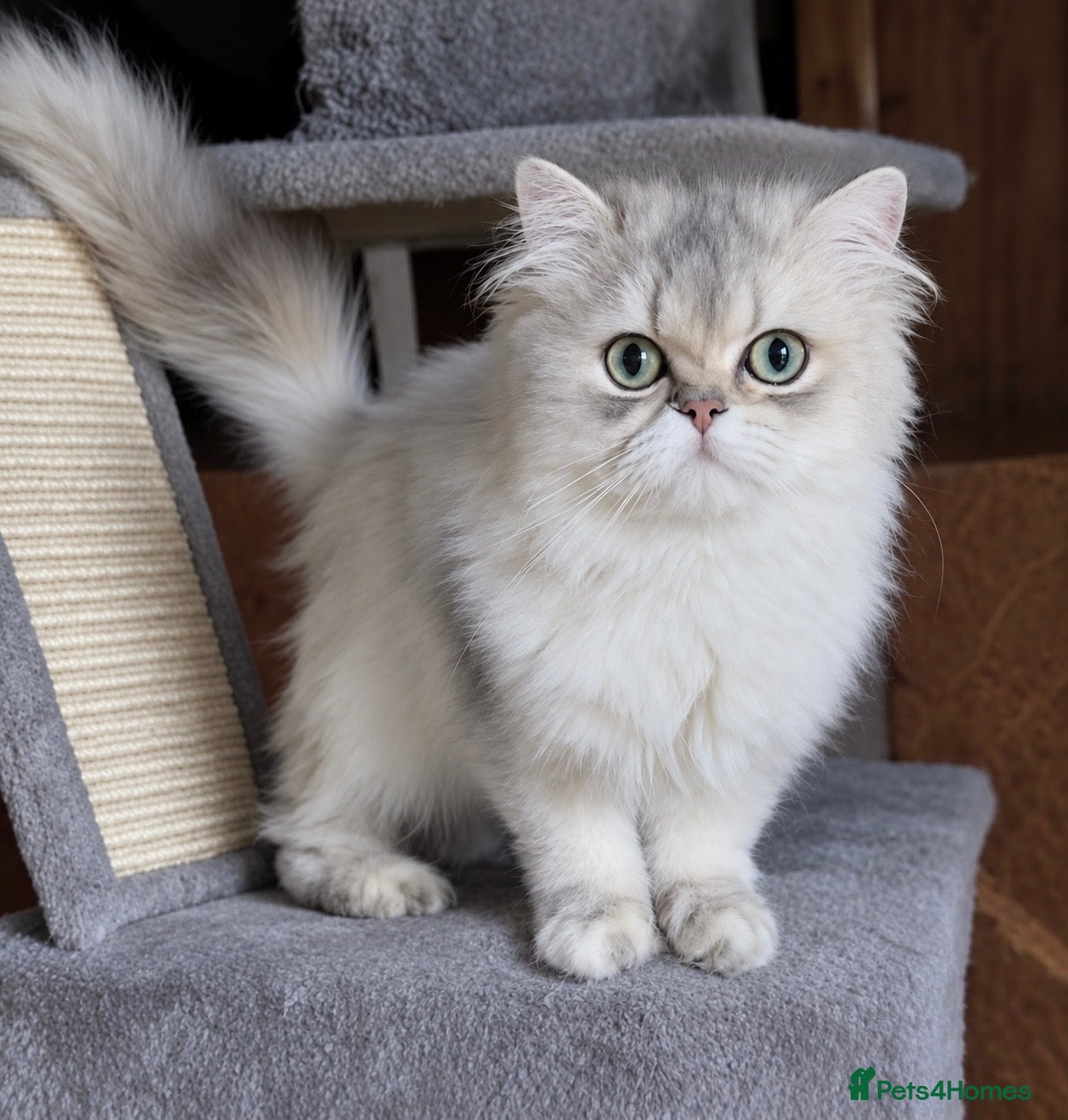 British Longhair cats Proven stud Lilac Golden BLH  “Alfonzo - Advert 9