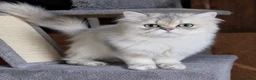 British Longhair cats for stud: Proven stud Lilac Golden BLH  “Alfonzo - Advert 1