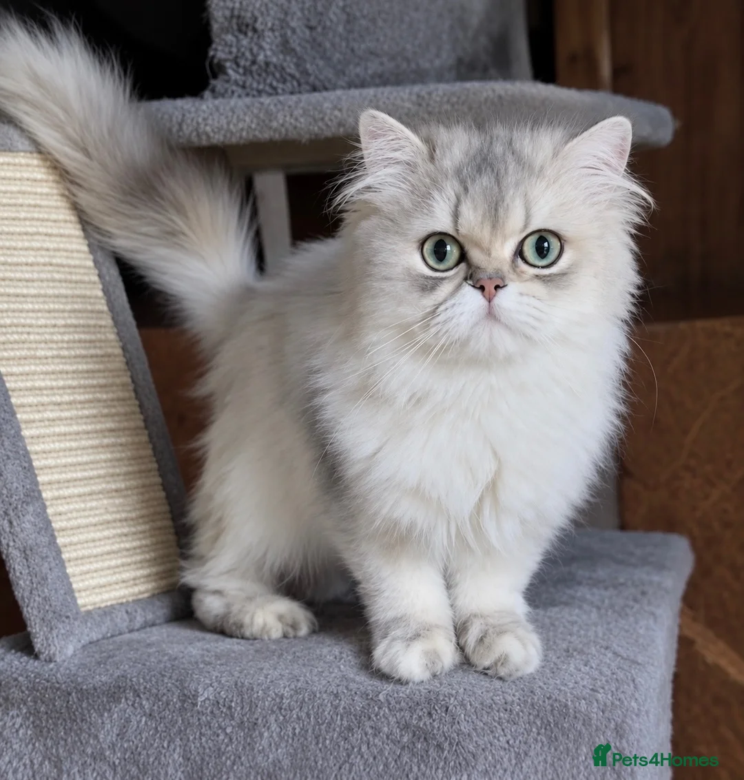 British Longhair cats for stud: Proven stud Lilac Golden BLH  “Alfonzo - Advert 1