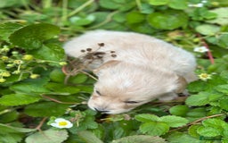 Mixed Breed dogs for sale: Naturally reared pups - Image 12