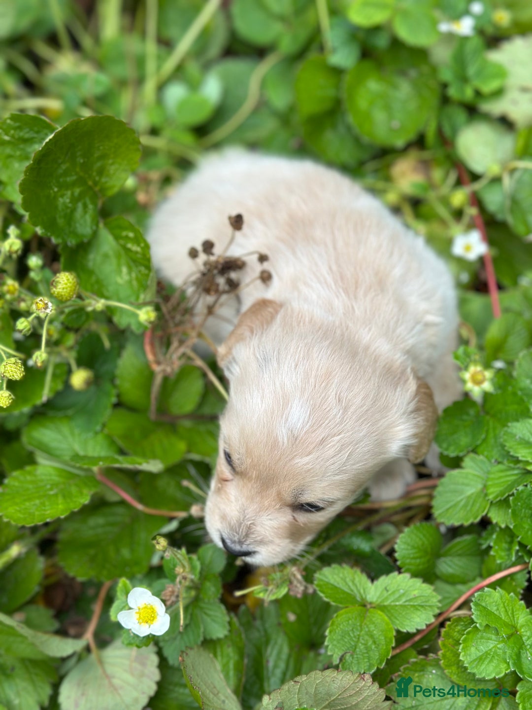 Mixed Breed dogs for sale: Naturally reared pups - Image 12