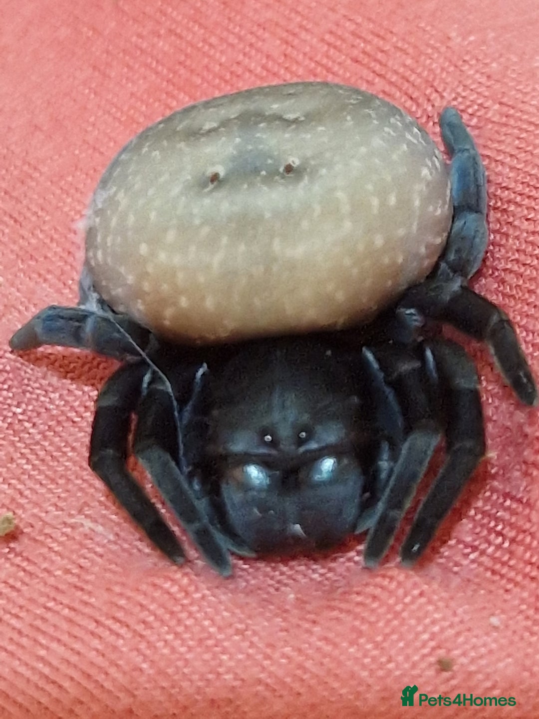 Spiders invertebrates for sale: Adorable velvet spiders 🕷  - Advert 2