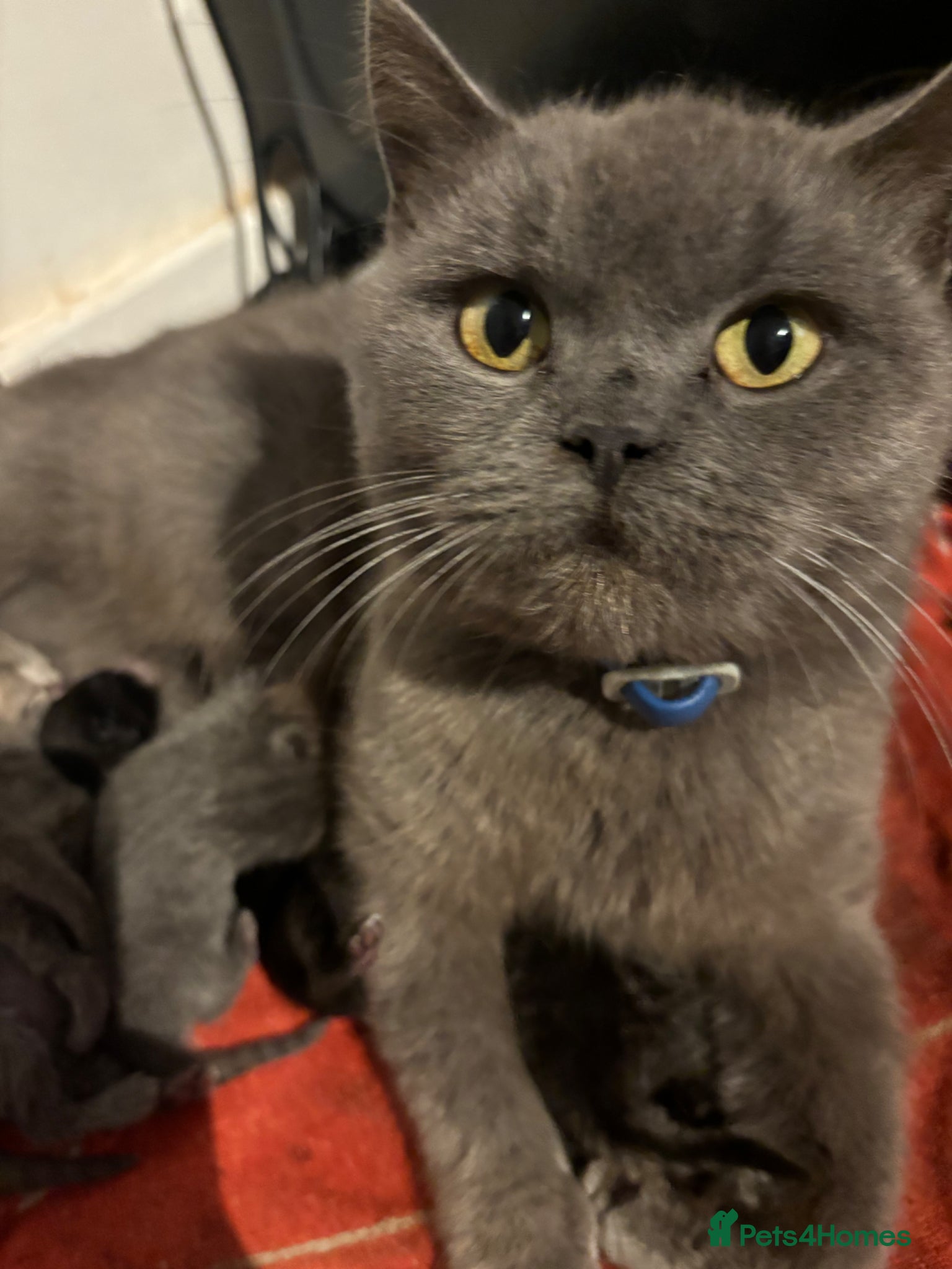 British Shorthair cats Blue BSH 6 month old Tom  - Advert 1