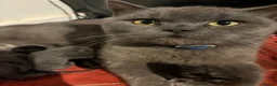 British Shorthair cats for sale: Blue BSH 6 month old Tom  - Advert 1
