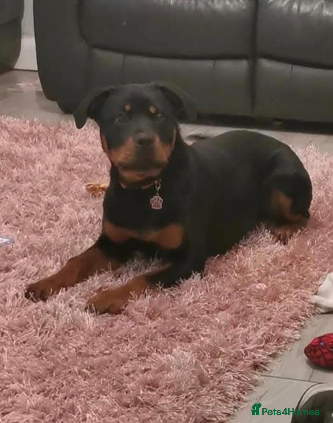 Rottweiler dogs for sale: Rottweiler looking for new home - Advert 2