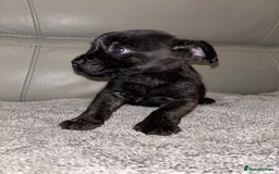 Mixed Breed dogs for sale: Rare Frenchie and Yorkie Mix litter - Image 14