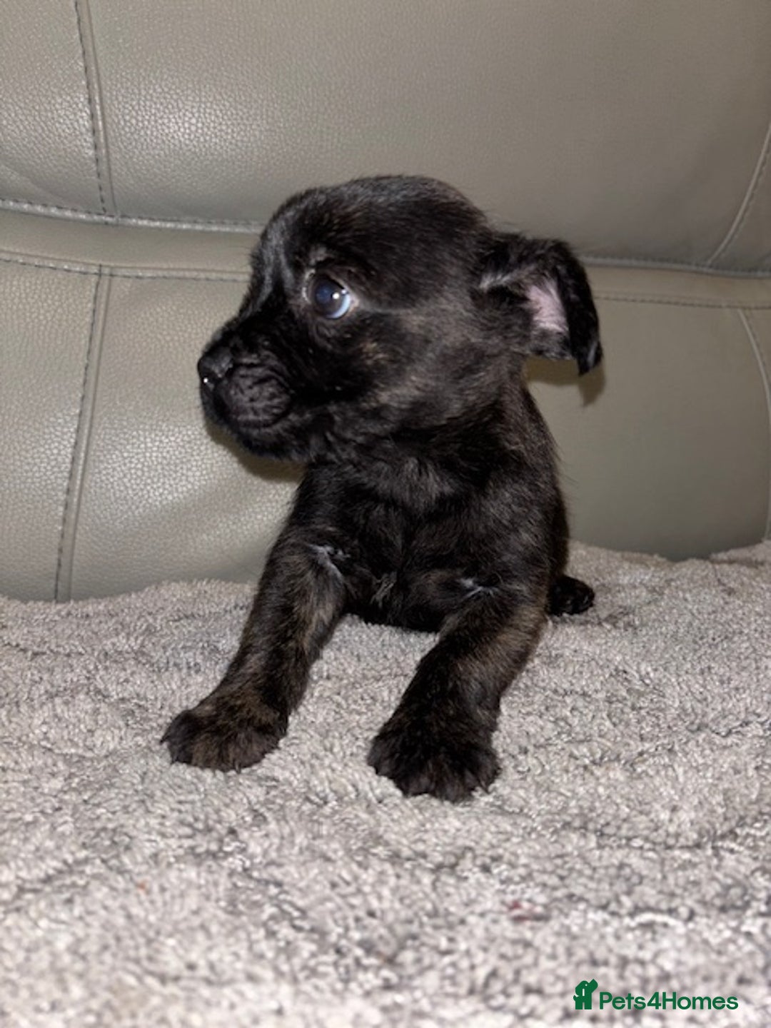 Mixed Breed dogs for sale: Rare Frenchie and Yorkie Mix litter - Image 14
