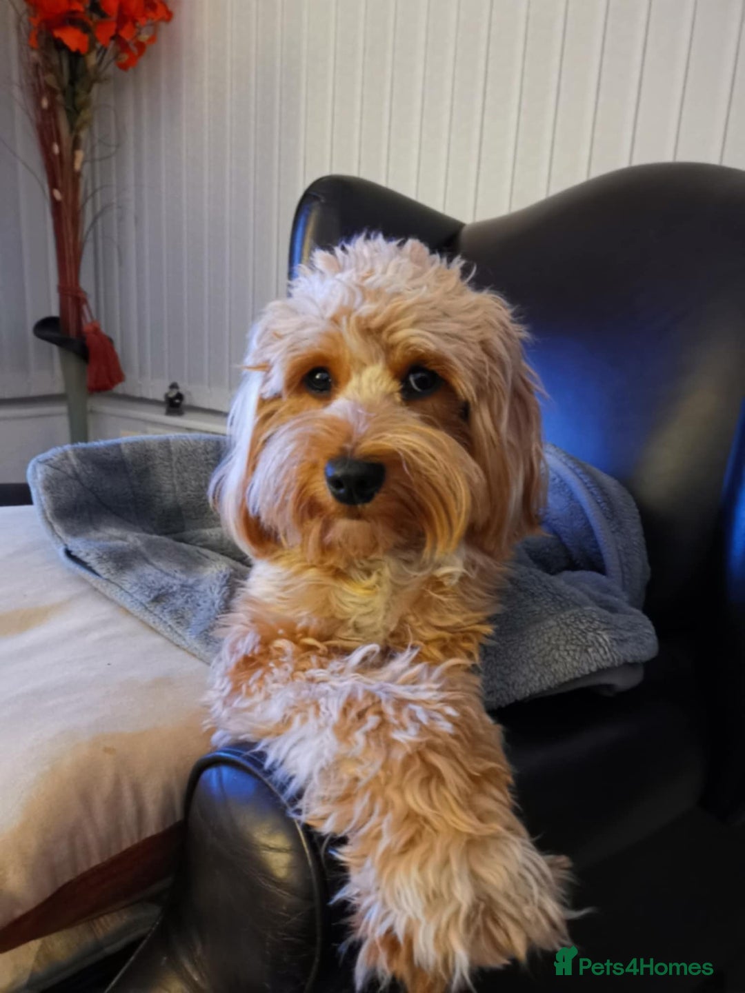 Cockapoo dogs for sale: Miniature Cockapoos F1B  - Image 9
