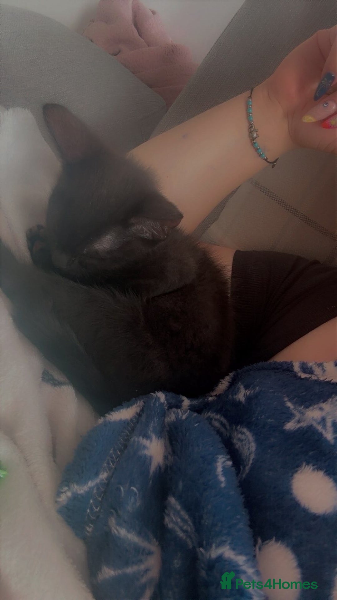 Mixed Breed cats for sale: Salem  - Image 7