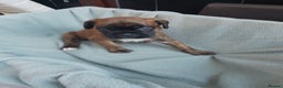 Boxer dogs for sale: Boxer Puppies  - Advert 5