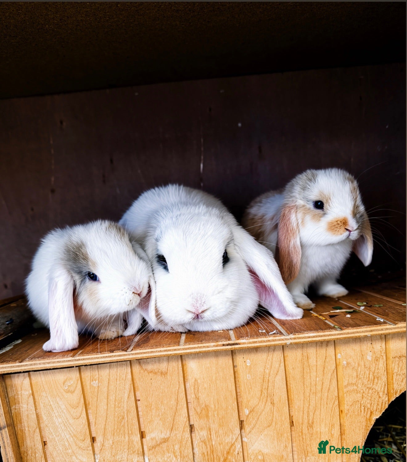 Mini Lop rabbits 2 female Minnie lop 🩷 - Advert 6