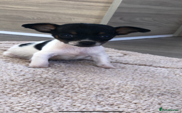 Jack Russell dogs for sale: Jack Russell  - Image 6