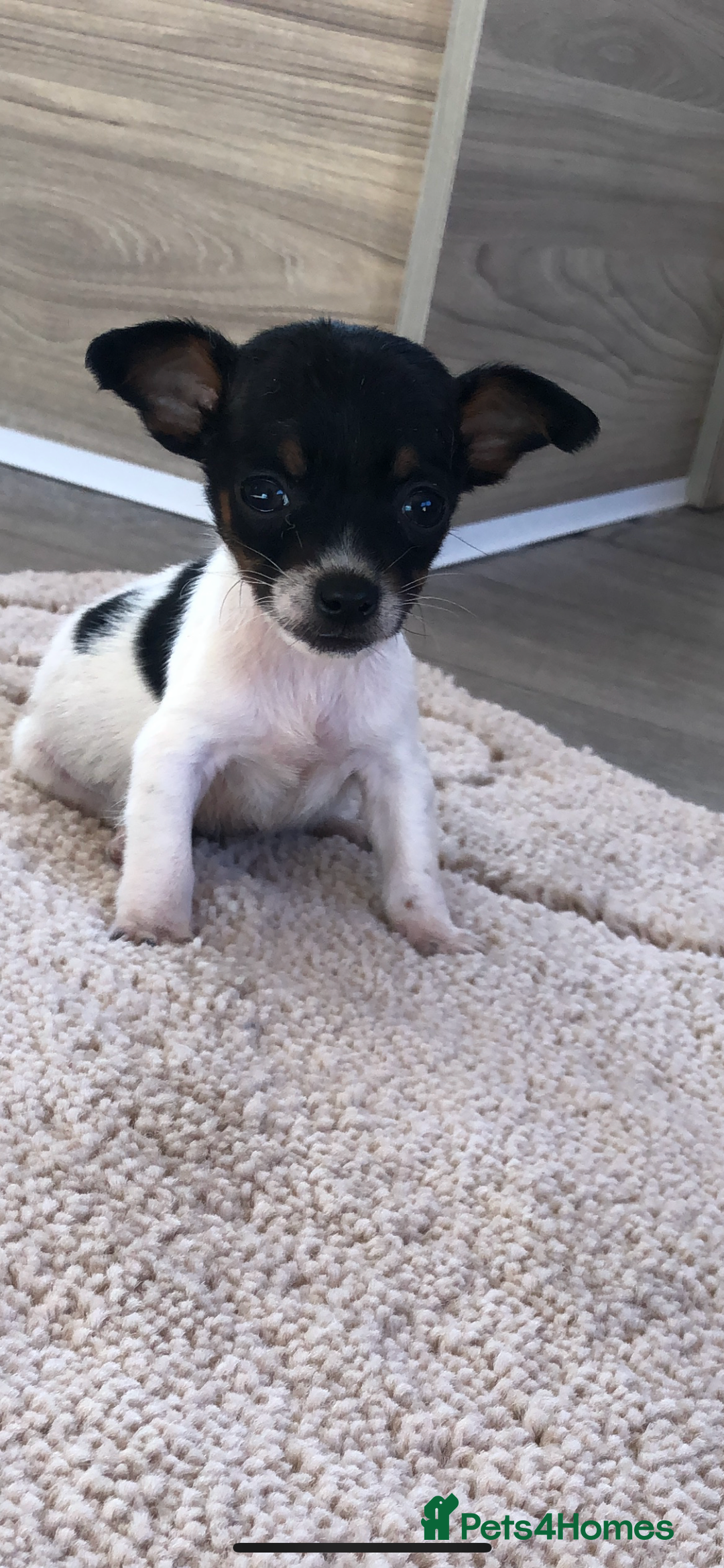 Jack Russell dogs for sale: Jack Russell  - Image 6