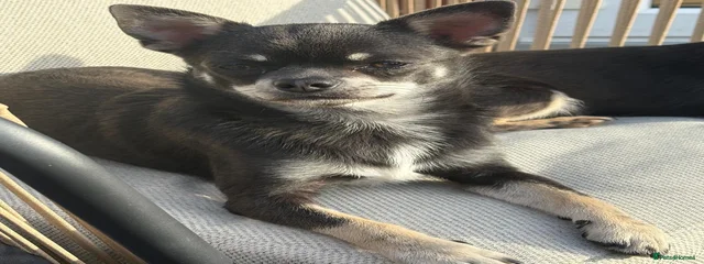 Kaiser
