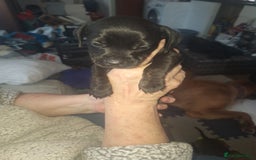Mixed Breed dogs for sale: Beautiful litter of dachshund mix puppies  - Image 5