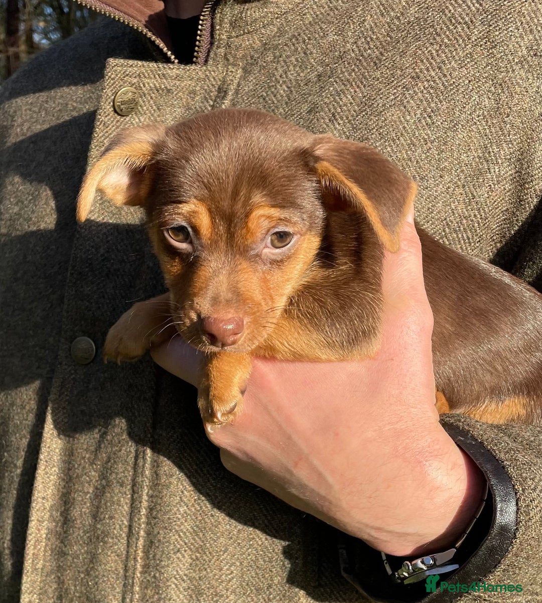 Jack Russell dogs for sale: Light Chocolate and Tan Jack Russell Boy - Advert 2