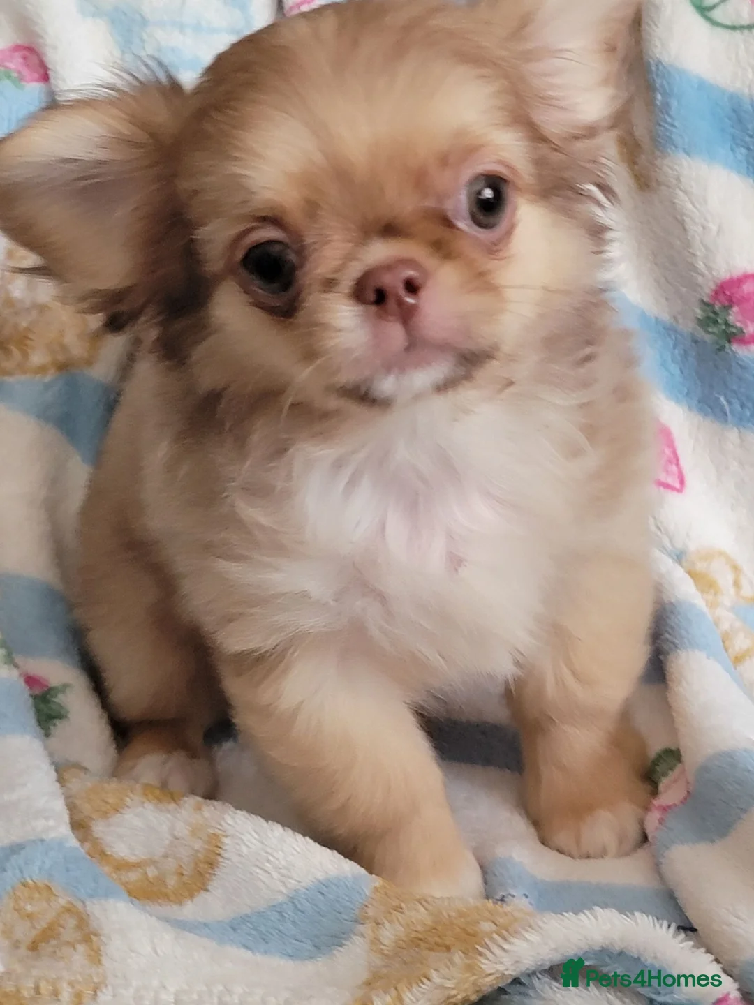 Chihuahua dogs for sale: Beautiful long haired chihuahua puppies - Advert 2