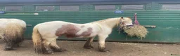 Irish Cob horses for sale: Little Mo - Advert 5