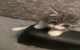Mixed Breed cats for sale: What you can write about kittens?)Amazing and kind - Image 3