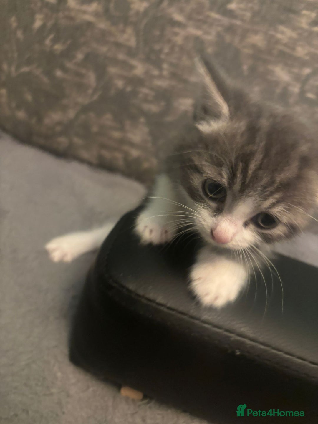 Mixed Breed cats for sale: What you can write about kittens?)Amazing and kind - Image 3