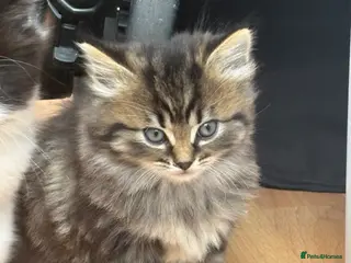 Mixed Breed cats Gorgeous kittens - Advert 4