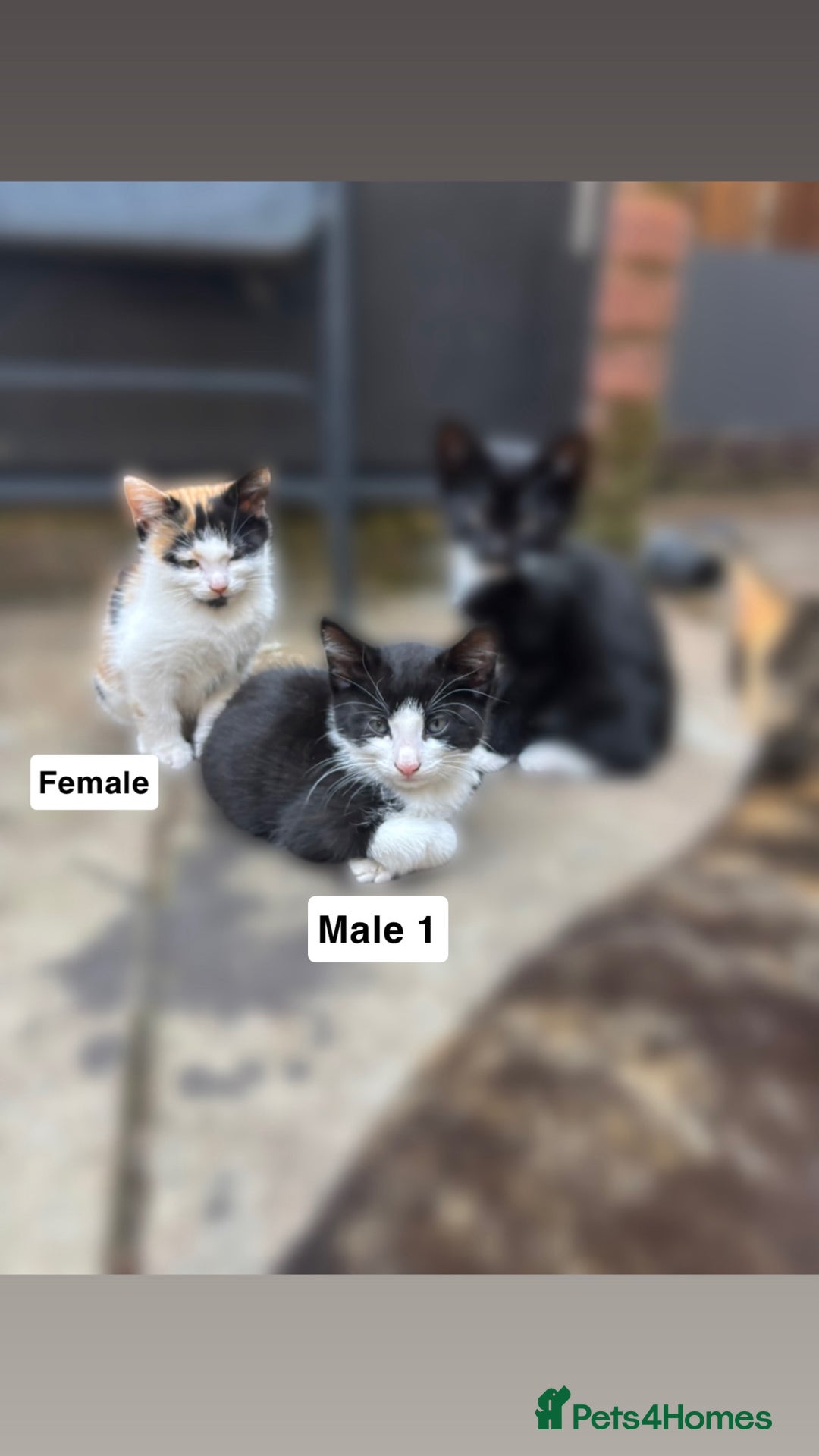 Mixed Breed cats for sale: Purrfect Little kittens Looking for Loving Homes - Image 8