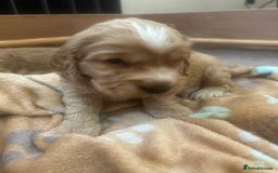 Cockapoo dogs for sale: Cockapoo Pups - Image 19