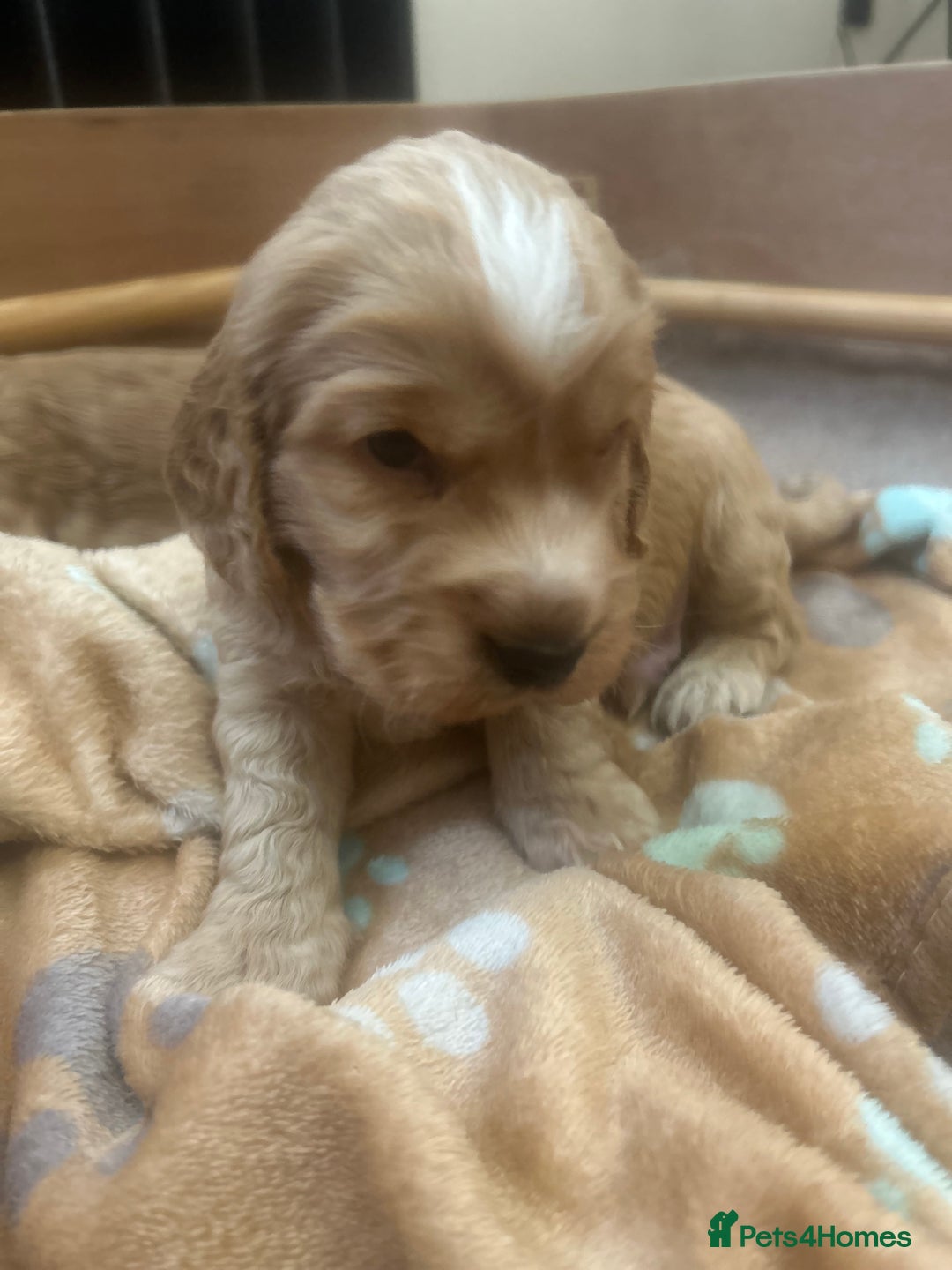 Cockapoo dogs for sale: Cockapoo Pups - Image 19