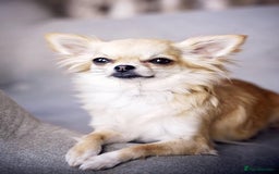 Chihuahua dogs for stud: For Stud only - Image 5