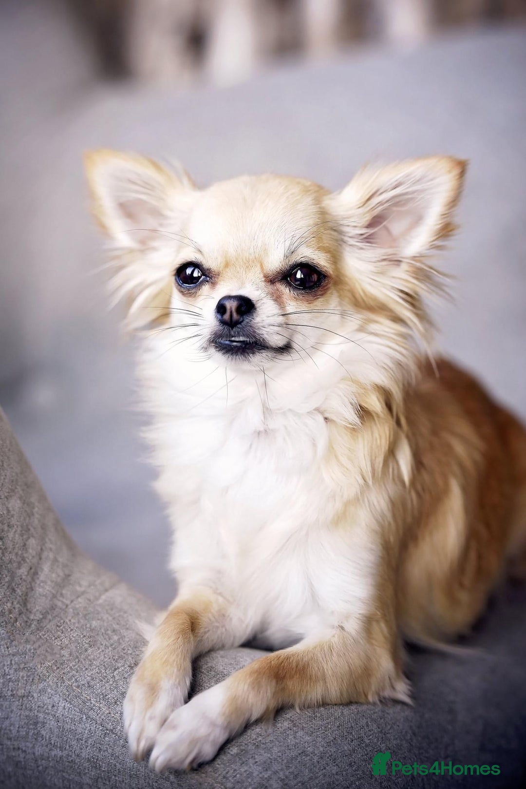 Chihuahua dogs for stud: For Stud only - Image 5