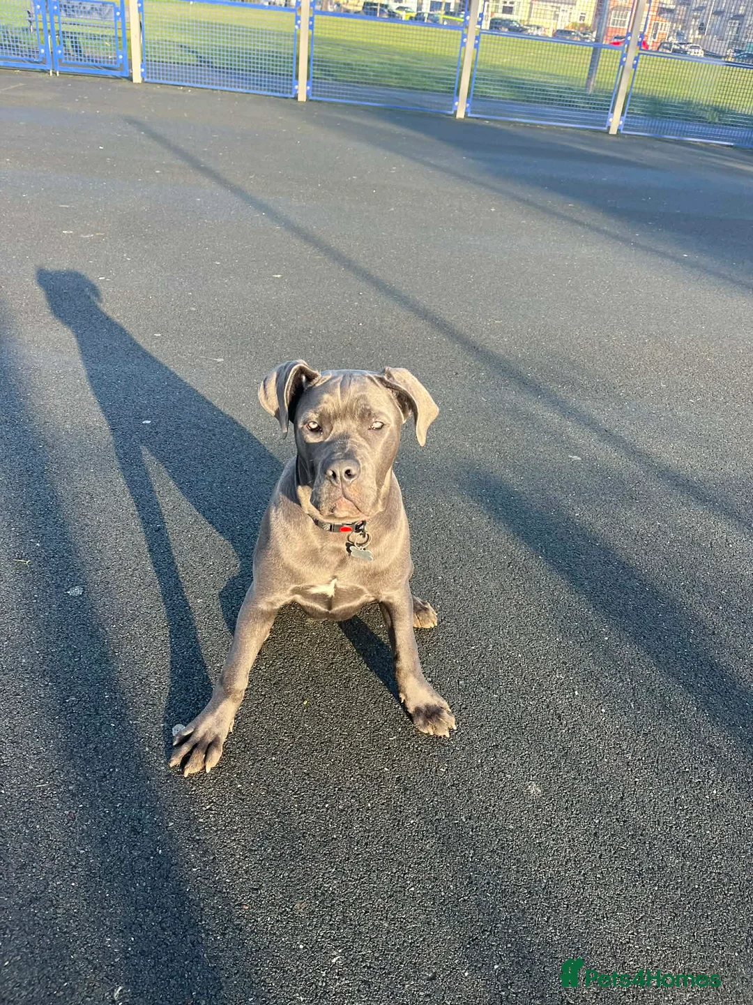 Cane Corso dogs for sale: Cane corso - Advert 4