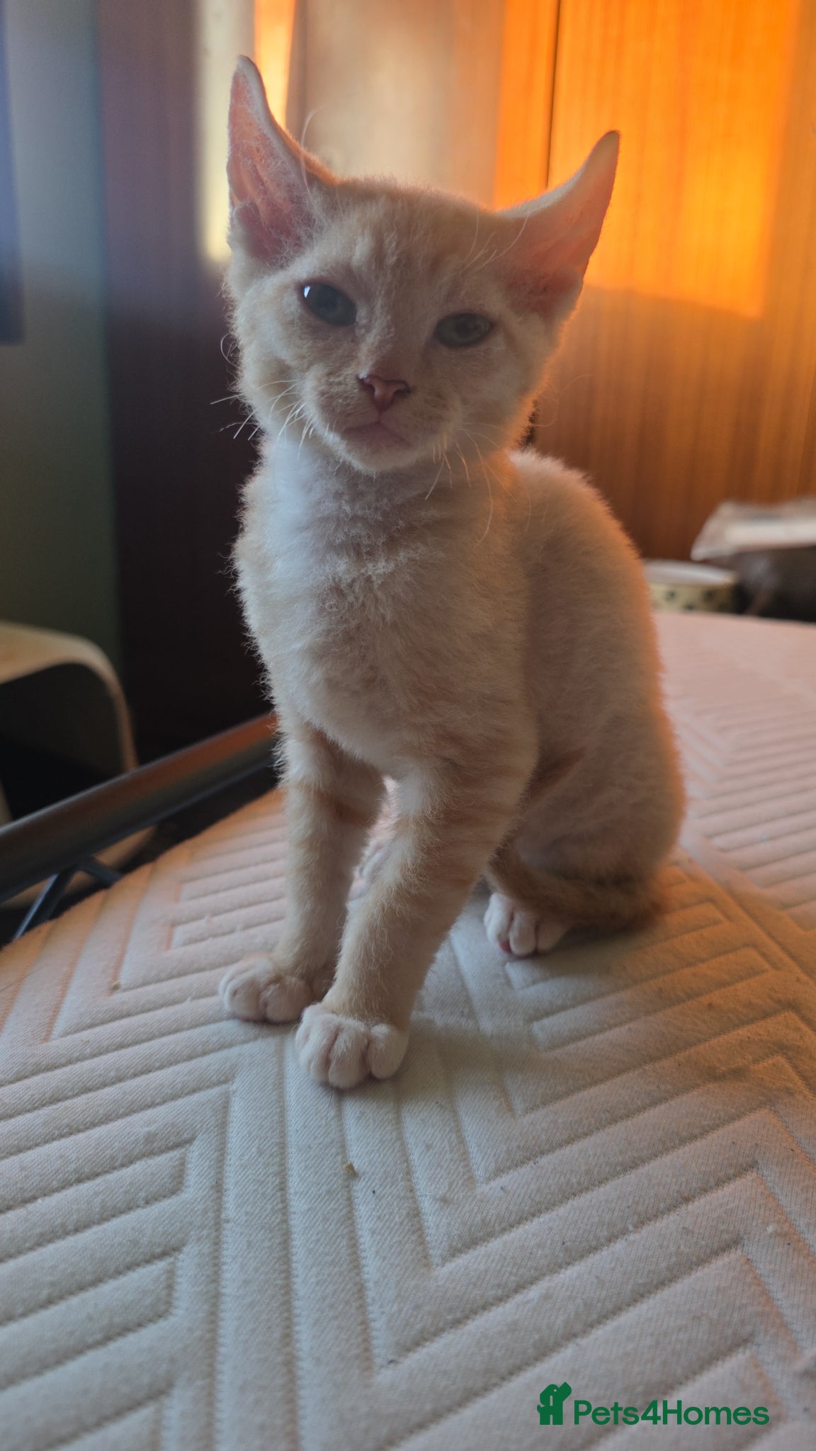 Sphynx cats Sphynx / Devon Rex Mix Kittens Ready Homes - Advert 2