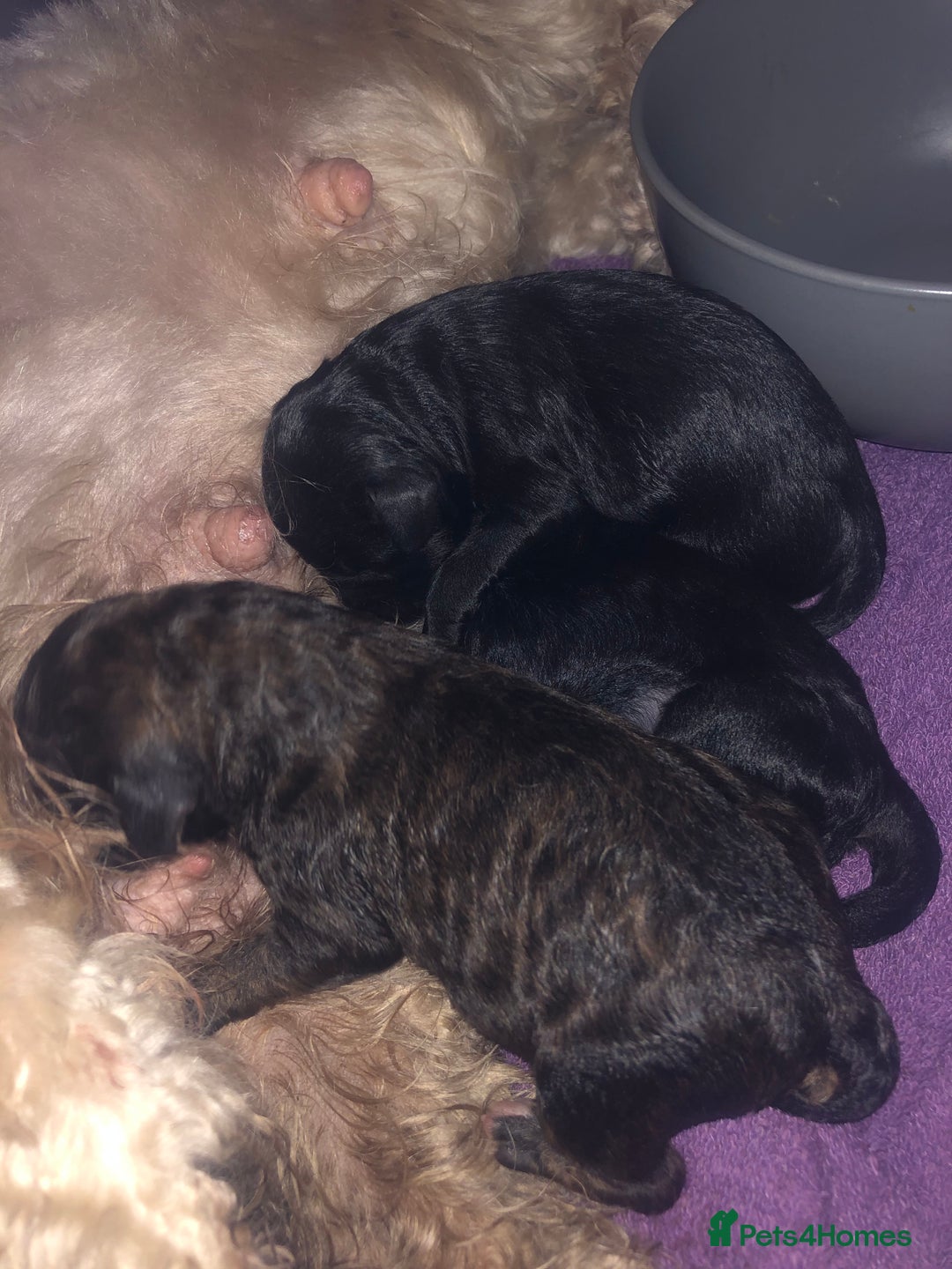 Cockapoo dogs for sale: sable & phantom & tri colour cockapoo puppies  - Image 2