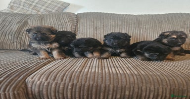 German Shepherd dogs - Advert 2