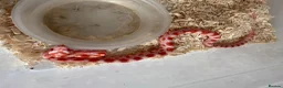 Corn Snake reptiles for sale: Corn snakes cb26 and cb25 available  - Advert 13