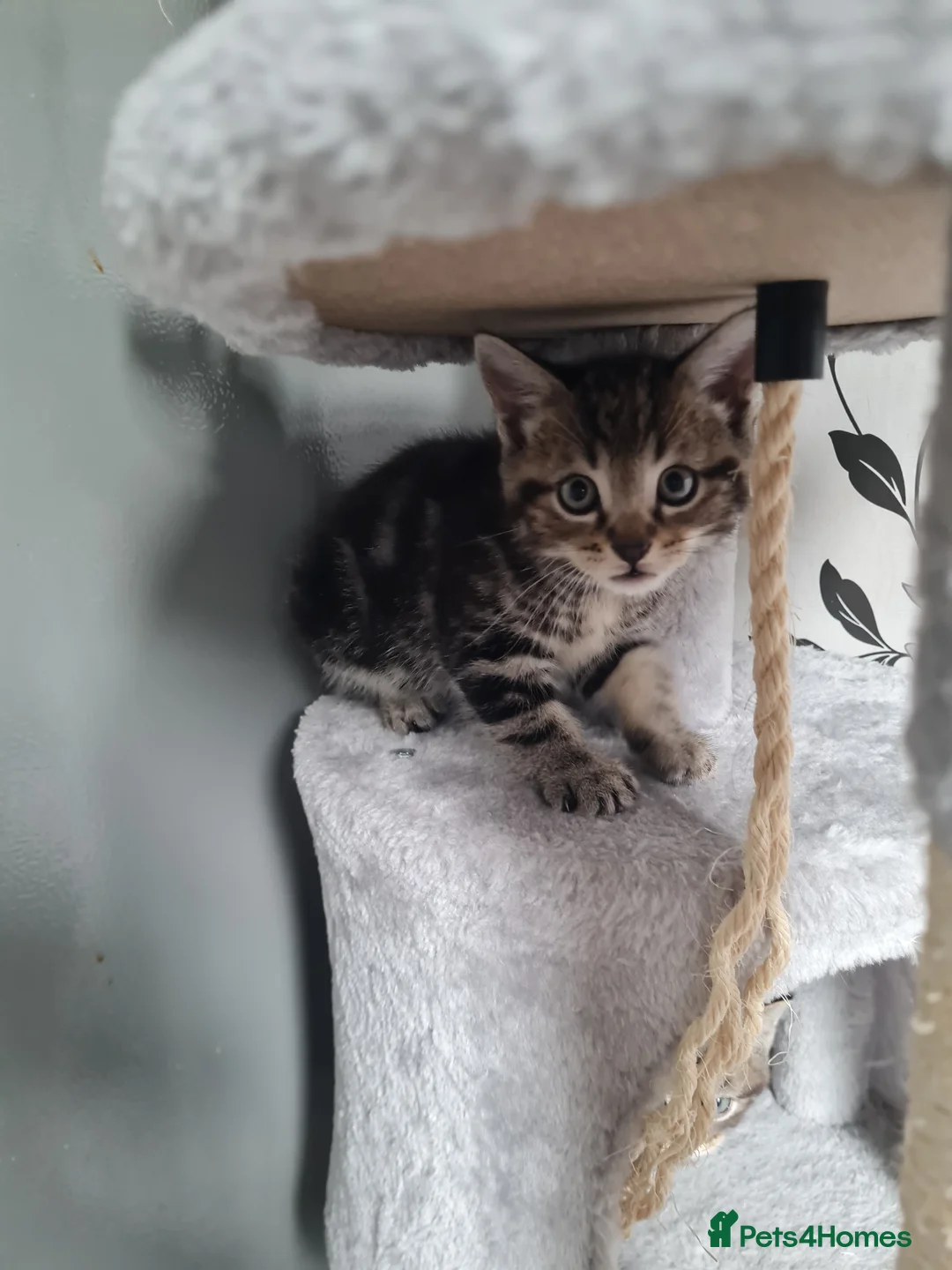 Mixed Breed cats for sale: For sale £80 in Wigan - Advert 2