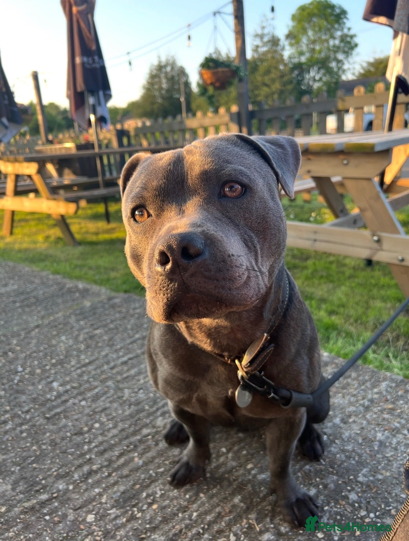 Staffordshire Bull Terrier dogs Son of the gurnos governor available for stud  - Advert 2