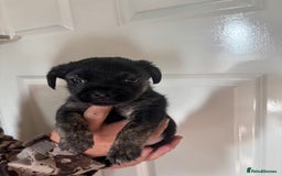 Jug dogs for sale: Jug puppies  - Image 12
