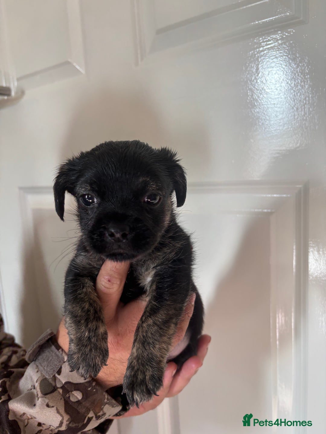 Jug dogs for sale: Jug puppies  - Image 12